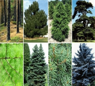 15 цікавих фактів про голонасінні рослини та їх різновиди